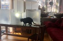 Cat investigating newly brought in studio-materials. Toronto 2020
