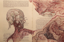Painting in Anatomical Book 06