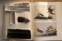 book with illustrations of birds, with a feather lying on top