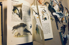 paper bird cut outs