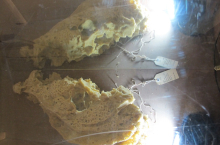 Vitrine wings (photo credit Beth Kapusta)