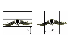DYI Bird Safe Window - Line Spacing Guide