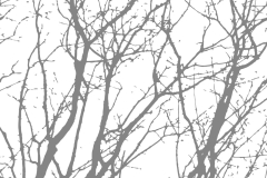 Trees: Squinting into the winter sun, bare, trembling branches draw fine, fleeting patterns across the sky.