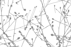 Winter Grass: Snowshoeing on an icy February morning, last year’s grasses rise and dance above the whitened land.