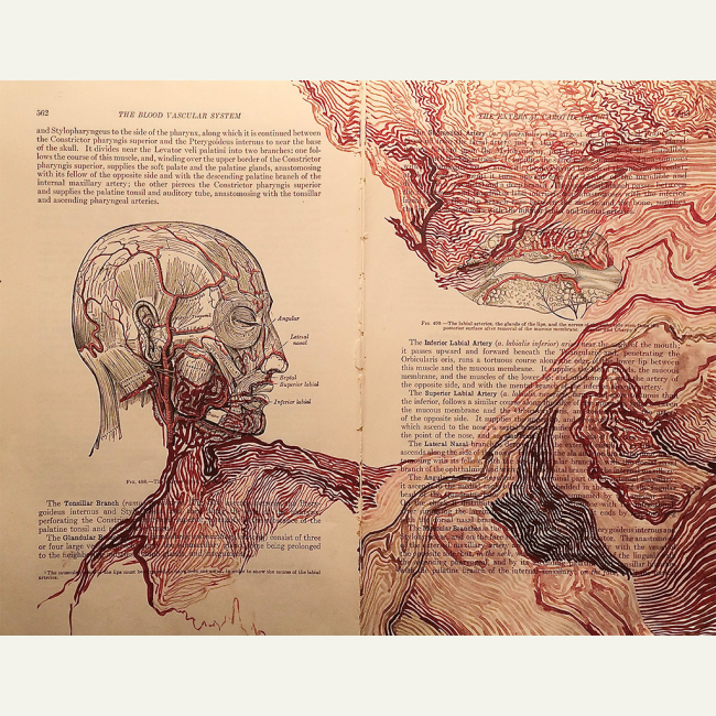 Florence Hasard Anatomical book drawing 06 (2018)
